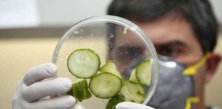 Livorno, sequestro farmaci trasportati illegalmente