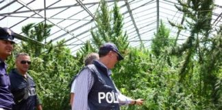 Scoperta piantagione di cannabis nel Vibonese