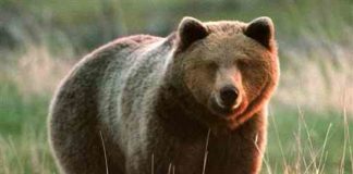 USA, orso uccide visitatore Yellowstone