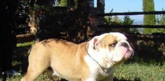 Cane veglia per ore il corpo della padrona e poi muore