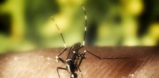 Donna punta da ape in choc anafilattico, salvata da cane