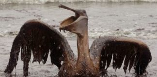 India: mercantile affondato a Mumbai, rischio marea nera