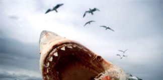 Ucciso da squalo in luna miele sotto occhi moglie