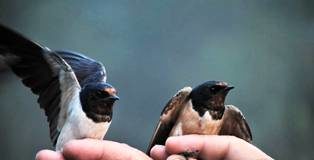 Parco Matese, successo per progetto “Migrandata”