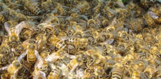 Usa, camion si capovolge: scappano 20 mln di api