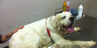 Li usano e li gettano, la storia di Brick