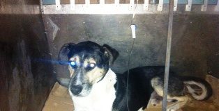 Villa Literno, 44 cani maltrattati: scoperto allevamento abusivo, denunciata coppia