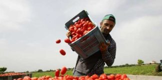Settembre “bollente”, danni milionari per agricoltori