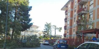 Cade albero in centro, spavento per i residenti