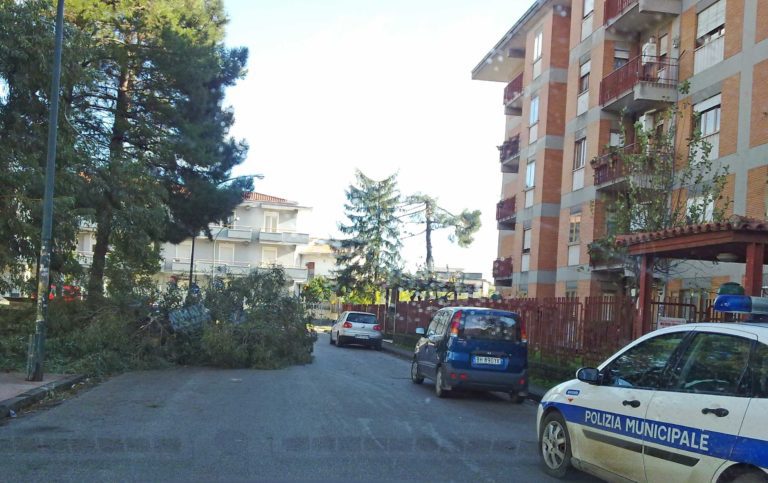 Cade albero in centro, spavento per i residenti