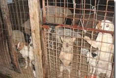 Cani in pessime condizioni, appello degli animalisti