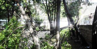 Villa comunale, vento mette ko vari alberi