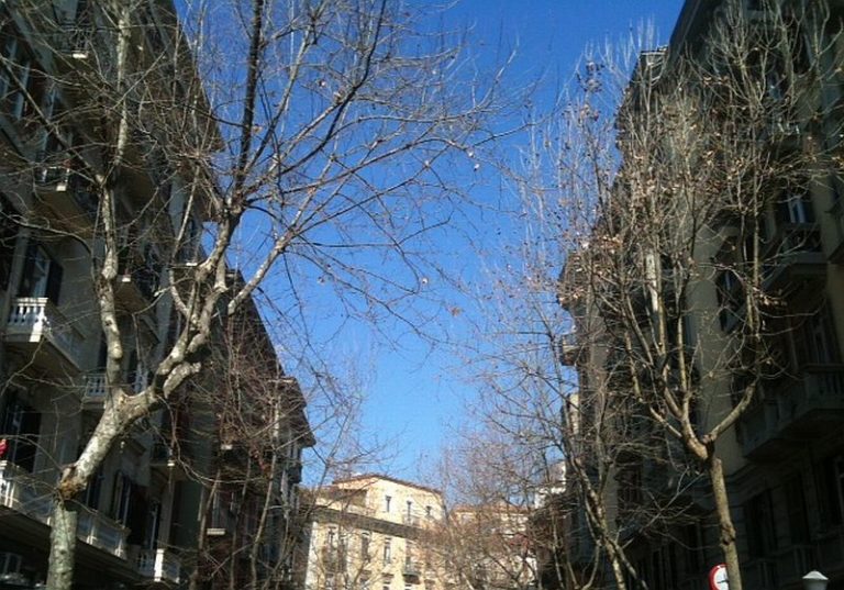 Vomero, Capodanno chiede potatura Platani
