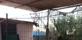 19 cani malati di cimurro scoperti dall’Oipa