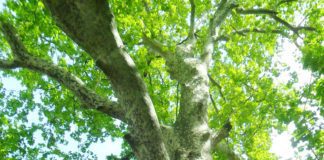 Villa ai privati, no di Progetto Civico