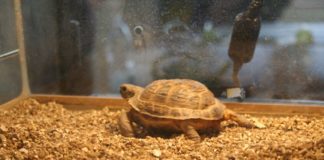 Mostra di rettili e anfibi a Caserta, tanti visitatori