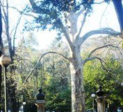 Villa e verde pubblico, Cappello scopre le carte