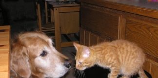 Tassa su cani e gatti, insorgono animalisti