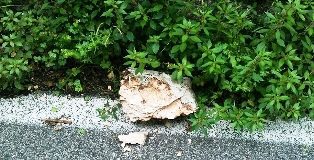 Caduta massi da monte Cila, automobilisti a rischio