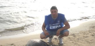 Guardie zoofile salvano tartaruga caretta caretta