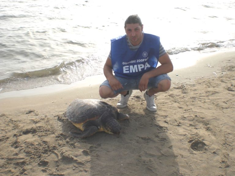 Guardie zoofile salvano tartaruga caretta caretta