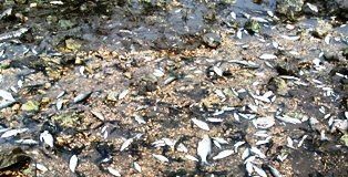 Ambientalisti: moria di pesci nel lago, colpa Enel