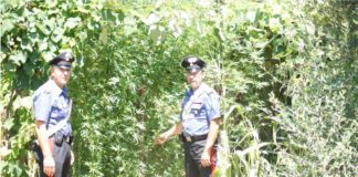 Coltivavano marijuana, arrestati zio e nipote