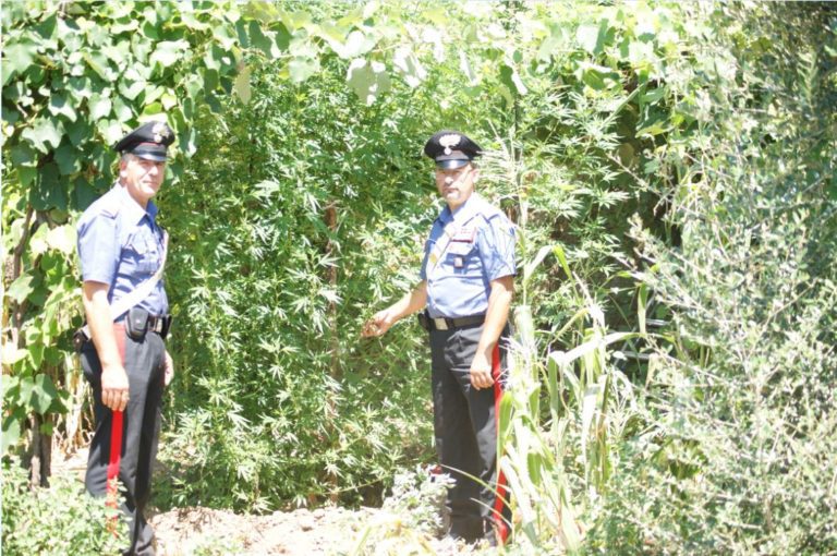 Coltivavano marijuana, arrestati zio e nipote