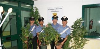 Coltivava cannabis, arrestato pregiudicato