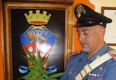 Carabinieri arrestano coltivatore di marjuana