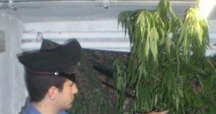 Coltivava marijuana in casa, arrestato pregiudicato