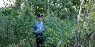 Trovate 5 piante di marjiuana su terreno incolto