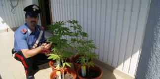 Carabinieri scoprono piante di marijuana