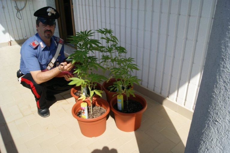 Carabinieri scoprono piante di marijuana