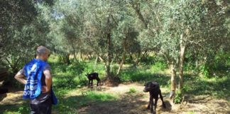 Vitelli legati e al sole, blitz Oipa