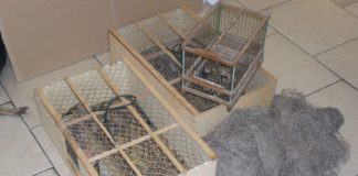 Blitz a mercato Gianturco, denunciati bracconieri