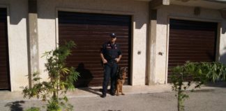 Coltivano droga in casa, denunciati padre e figlio