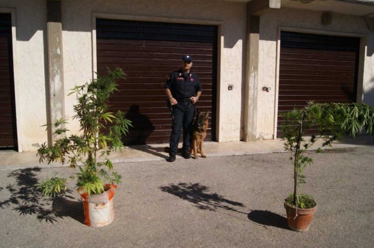 Coltivano droga in casa, denunciati padre e figlio