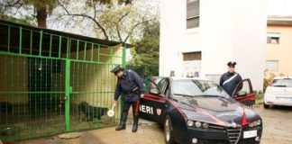 ‘Rott’ a protezione della droga, manette a due pusher
