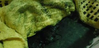 Cucciolo appena nato gettato nell’immondizia, ecco la storia di Sauron (foto)