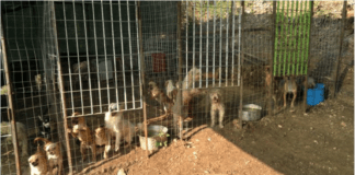 Scoperto canile abusivo, denunciate 4 persone per maltrattamenti