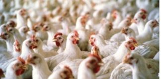 Aviaria, nel bolognese saranno abbattute 500mila galline
