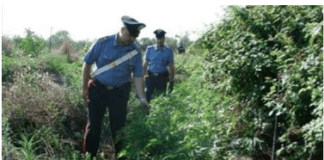 Carabinieri scoprono piante di marjuana su suolo demaniale