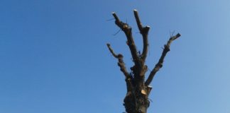 Potatura indiscriminata alberi ad Aversa, Wwf: regolamento non rispettato (Foto)