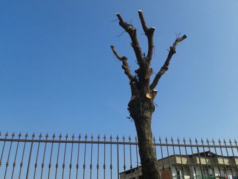 Aversa, Wwf e Italia Nostra: un agronomo per il patrimonio arboreo