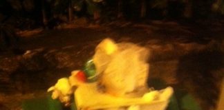 Cestini per le deiezioni canine, gli aversani preferiscono i marciapiedi sporchi