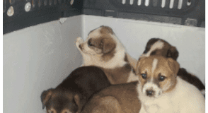 Carabinieri salvano cucciolata sulla provinciale 335