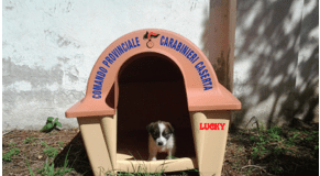 Cuccioli salvati dall’Enpa, Lucky adottato dal comando provinciale carabinieri