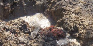 Fanghi industriali interrati su area di azienda agricola nel Salernitano