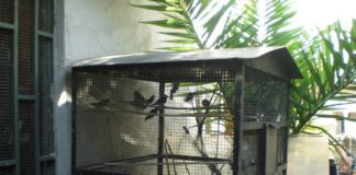 Detenzione illegale di uccelli, nei guai 55enne di Casoria